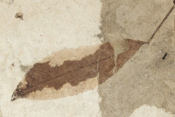 Fossil Leaf (Betula) - McAbee, BC #226141